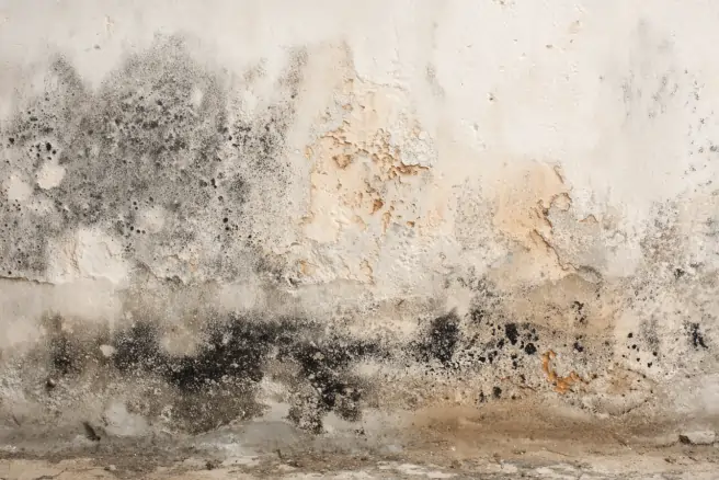 black mold removal 